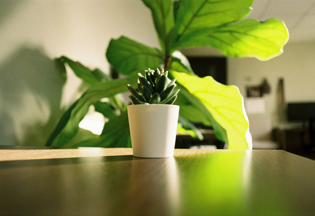 The Green Desk Movement: Indoor Plants That Purify Air