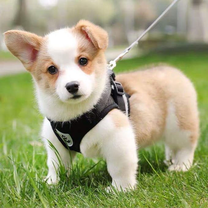 FEimaX Dog Harness and Leash Set - Image 7