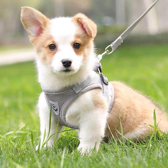 FEimaX Dog Harness and Leash Set - Image 8