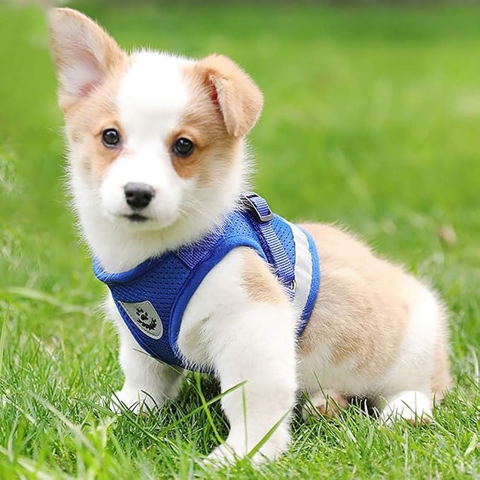 FEimaX Dog Harness and Leash Set - Image 7