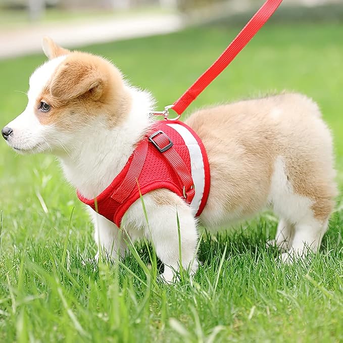 FEimaX Dog Harness and Leash Set - Image 7
