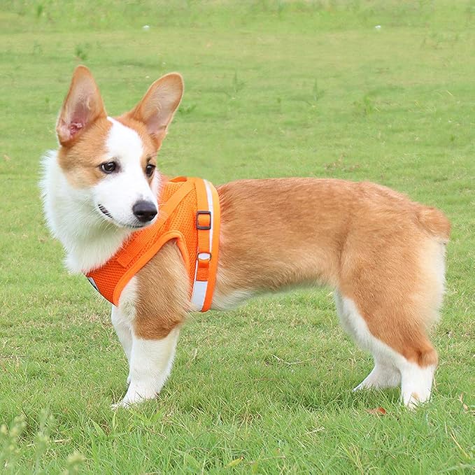 FEimaX Dog Harness and Leash Set - Image 7